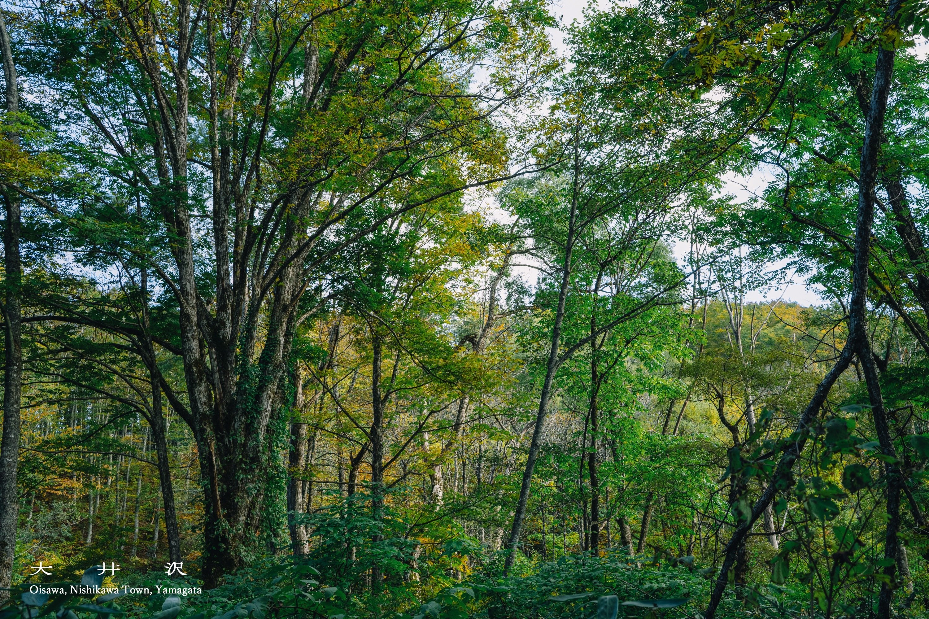 oisawa0.jpg