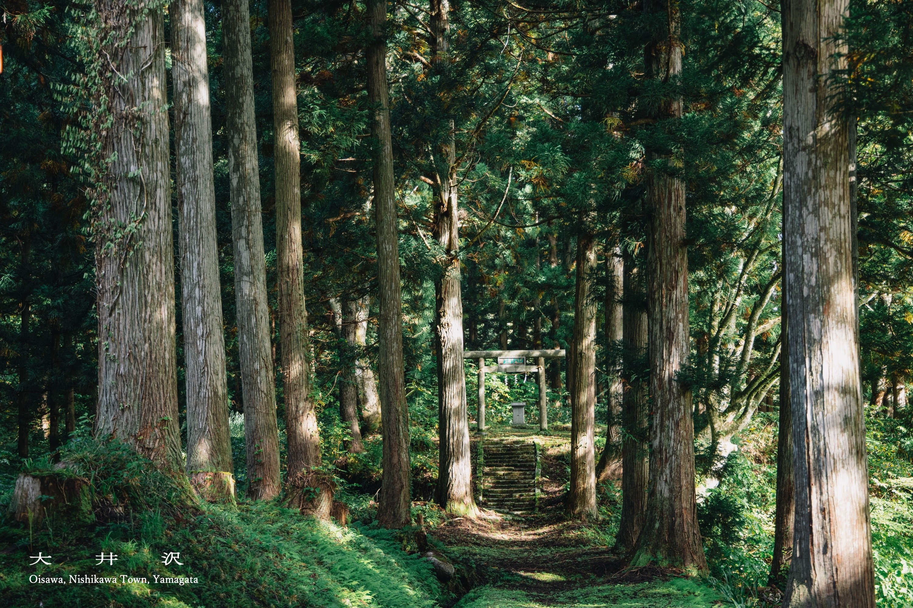 oisawa1.jpg