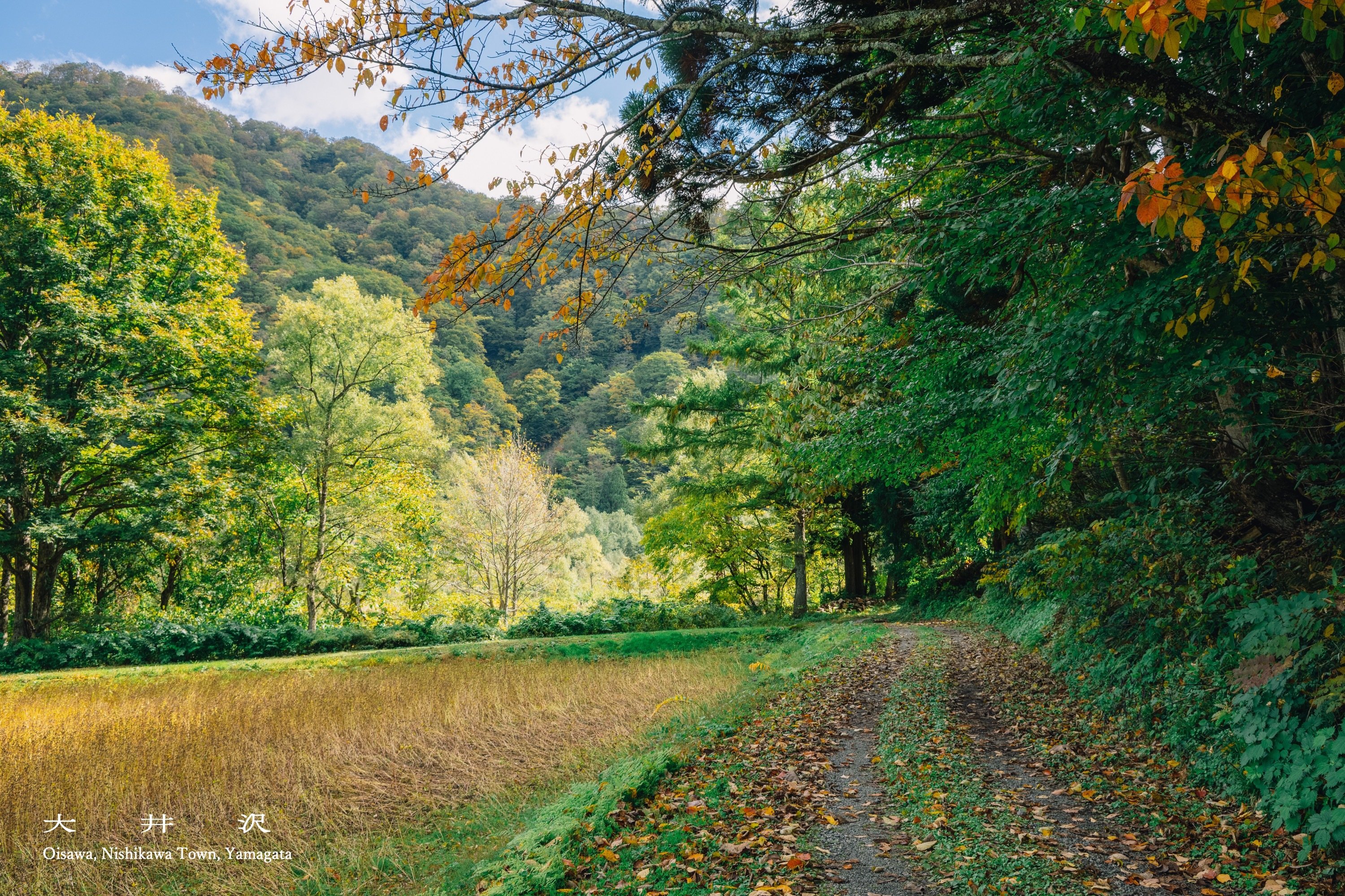 oisawa2.jpg