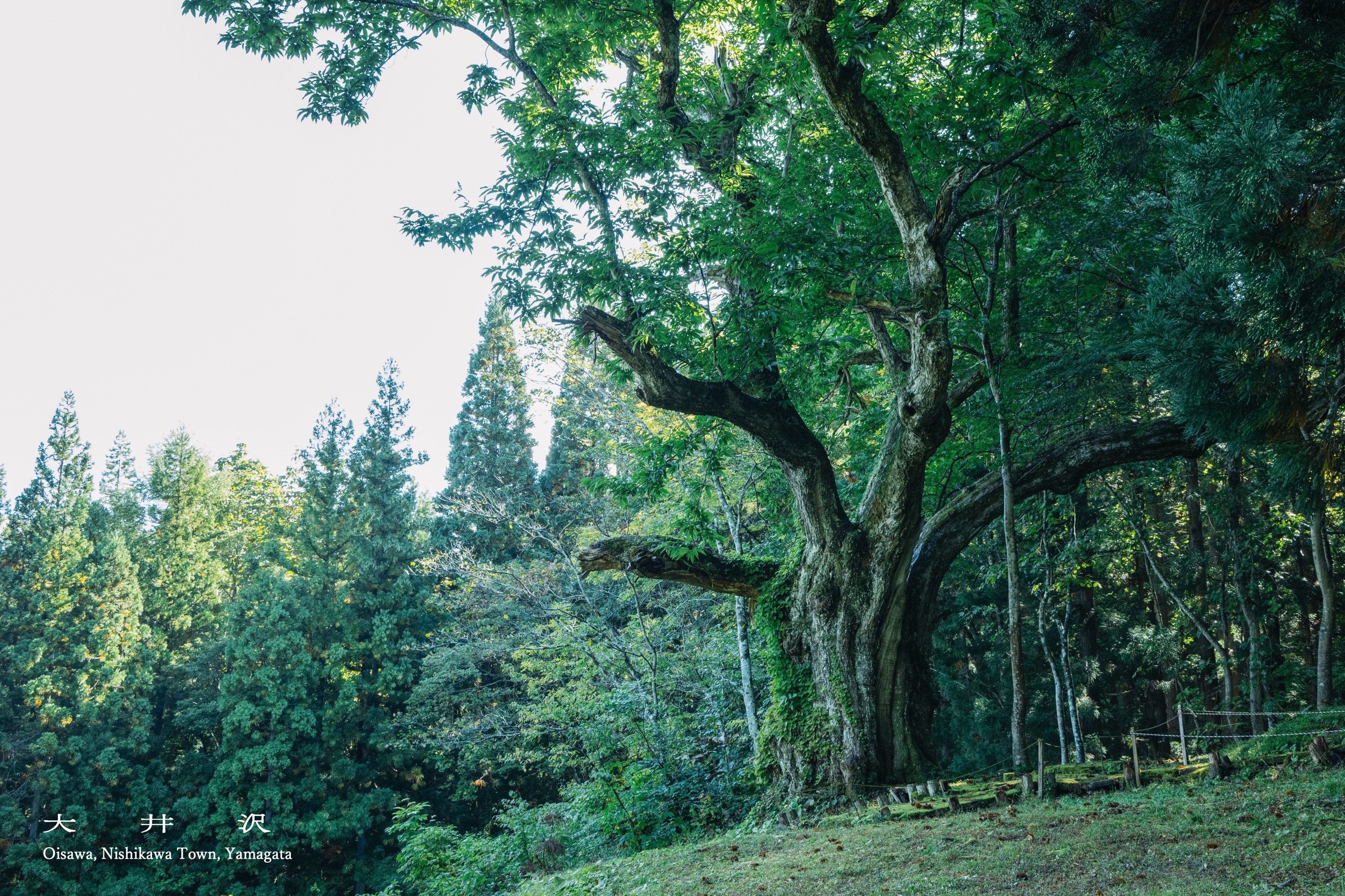 oisawa4.jpg