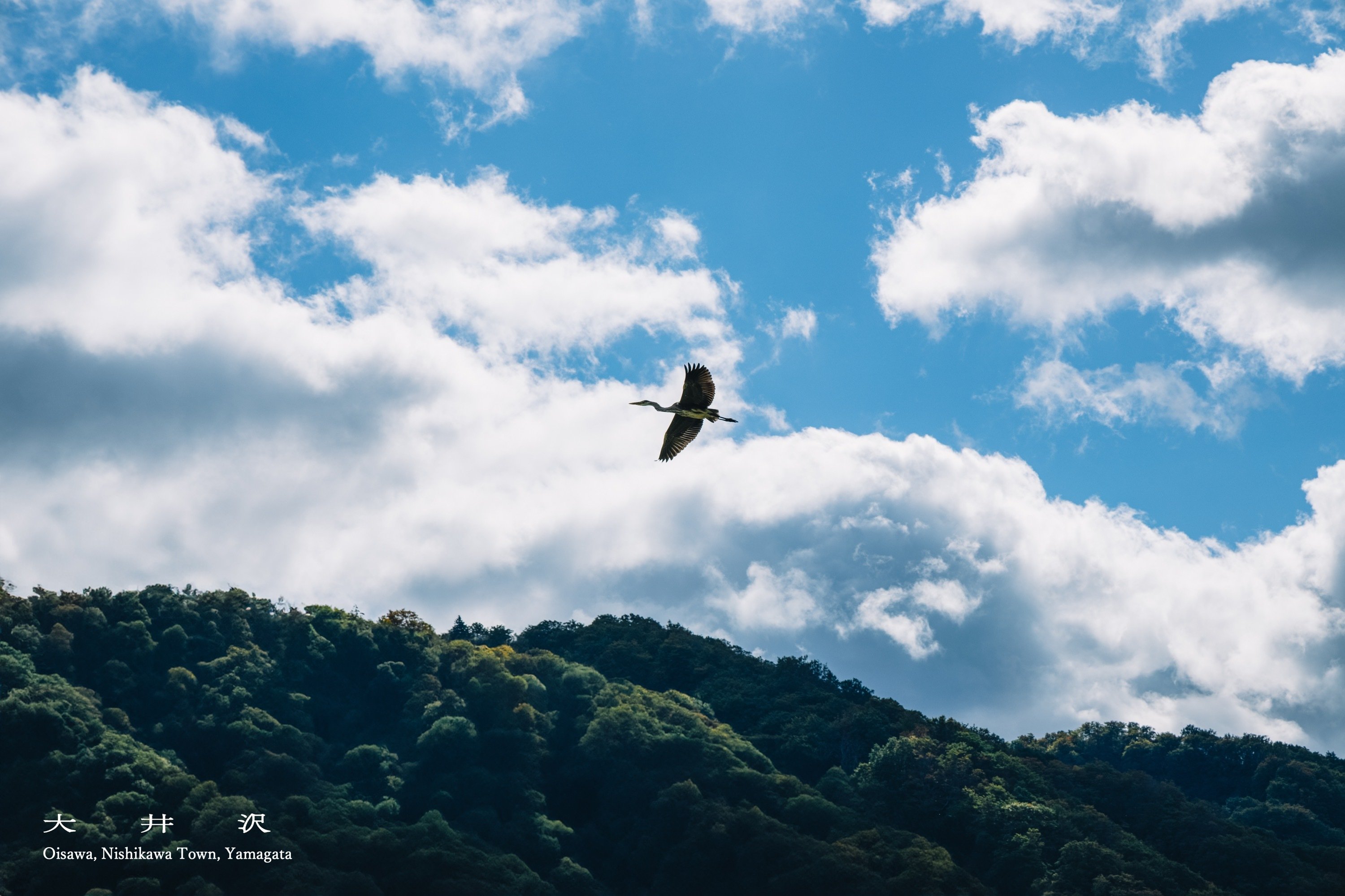 oisawa12.jpg